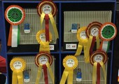 بالفيديو والصور... نادي البحرين للزيبرا فينش يختتم معرضه بتتويج الفائزين