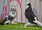 بالفيديو والصور... الحمام الصفاقي البحريني يجذب الأنظار بمعرض البحرين للطيور بالرفاع