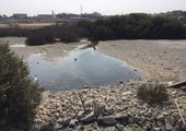 بالفيديو والصور... أهالي العكر يطالبون الجهات الرسمية بالمحافظة على أشجار القرم وتطوير الساحل