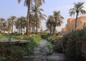 بالفيديو... مزارع الدَيْه