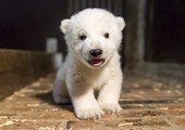 بالصور: حديقة حيوان برلين تطلق على دبها القطبي الجديد اسم 