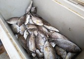 بالصور... موجة البرد ترفع أسعار الأسماك في الأسواق