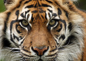 النمور الهندية تظهر في غابات اندونيسيا بعدما كانت تعد منقرضة