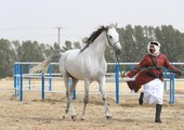 بالصور... غداً انطلاق بطولة فيصل بن حمد لجمال الخيل العربية الأصيلة 