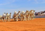 مهرجان الملك عبدالعزيز للإبل يعود بحلّة جديدة في السعودية