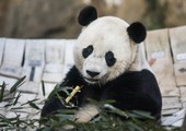 بالفيديو والصور: الباندا باو باو تغادر واشنطن إلى الصين