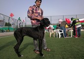بالصور... انطلاق مسابقة جمال الكلاب الثانية بدمستان