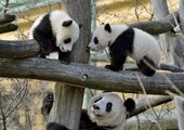 بالصور: شبلا الباندا التوأمان بحديقة حيوان فيينا يخرجان من حظيرتهما لأول مرة 