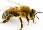 دراسة: المئات من أنواع النحل في أميركا الشمالية معرضة للانقراض