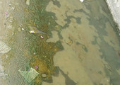 البحرين | بالصور... أهالي مجمع 1032 بالمالكية: الحشرات والروائح الكريهة تنبعث من فيضانات المياه 