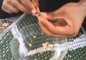 المعالجون والسحرة في بورما يخرجون من الظل