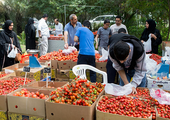 سوق المزارعين يقيم مهرجان الطماطم بحضور 25 ألف زائر  