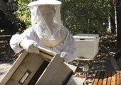 بالفيديو... بحرينيان يربّيان النحل في سار