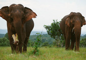انتشال 11 فيلا علقت في حفرة في كمبوديا 
