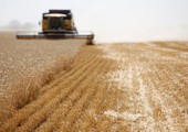 تراجع أسعار القمح الروسي بفعل انخفاض الطلب من مصر وتركيا