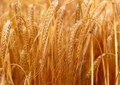الأردن يطرح مناقصتين لشراء 100 ألف طن قمحاً صلداً ومثلها من الشعير