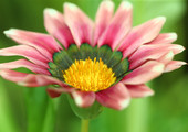 بالصور... تفاصيل دقيقة للزهور في معرض الزهور أمس