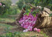 أريج الزهور ينثر طيبه في مهرجان ورد الطائف