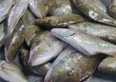 بالصور... بائعو الأسماك: انخفاض الأسعار بسبب كثرة الصيد... والصافي والشعري يكتسحان السوق