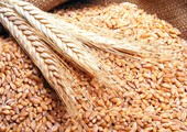 ليبيا تؤجل مجدداً الموعد النهائي لمناقصة قمح وحبوب أخرى