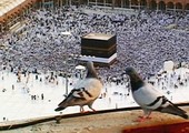 بالصور.. من أين جاء حمام الحرم المكي؟