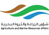 البحرين : 