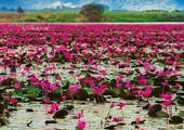 عودة زهور اللوتس المقدسة في تايلند للظهور بعد غياب لسنوات