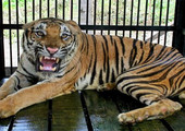 الشرطة البريطانية: نمر يقتل حارسة بحديقة حيوان في إنجلترا