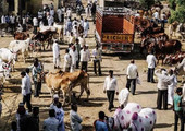محكمة هندية تعلق حظرا حكوميا على تجارة الماشية لأغراض الذبح